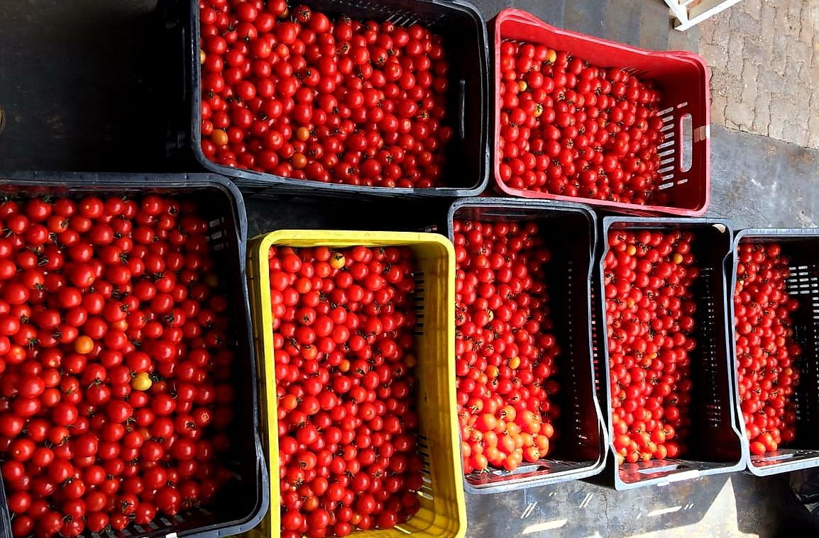 Produtores fazem doação de 140 quilos de tomate-cereja