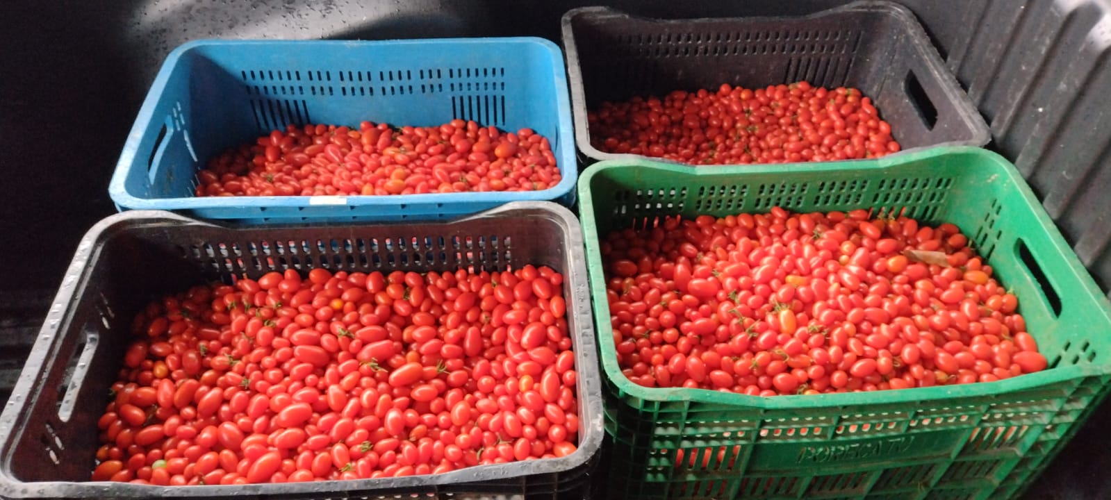 Santa Casa ganha 65 quilos de tomates orgânicos